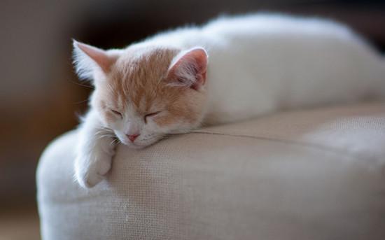 辟谣：为什么猫咪每天有那么多觉要睡？影响猫咪睡眠的因素有哪些？