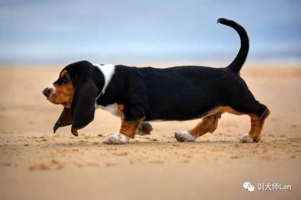 那个可怜兮兮的巴吉度猎犬,我可以养吗?它的叫声很好听 那个可怜兮兮的巴吉度猎犬,我可以养吗?它的叫声很好听