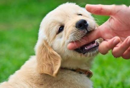 你知道狗狗为什么会出现咬人的行为？在狗狗眼里挑衅的事有哪些？