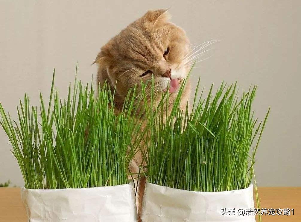 不要给猫咪吃去毛膏了,但如何种植猫草?教你自己种植猫草 不要给猫咪吃去毛膏了,但如何种植猫草?教你自己种植猫草