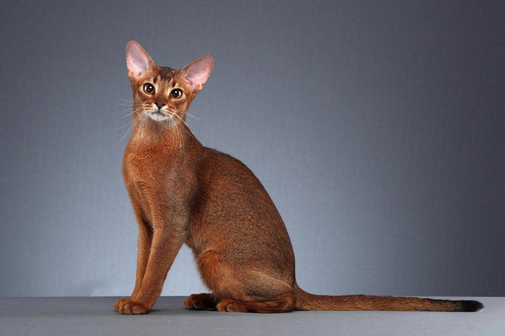 盘点世界上60种可爱的猫咪,各种各样的,有你喜欢的吗? 盘点世界上60种可爱的猫咪,各种各样的,有你喜欢的吗?