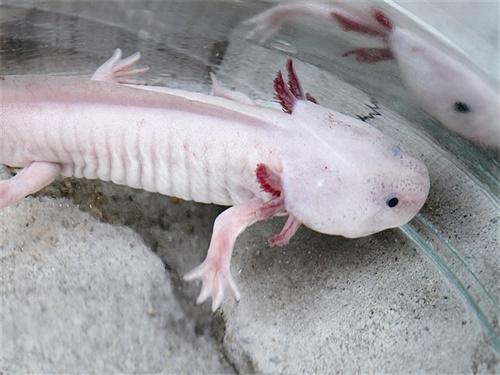 水产养殖：娃娃鱼外形和蜥蜴相似，娃娃鱼生活习性你知道吗？