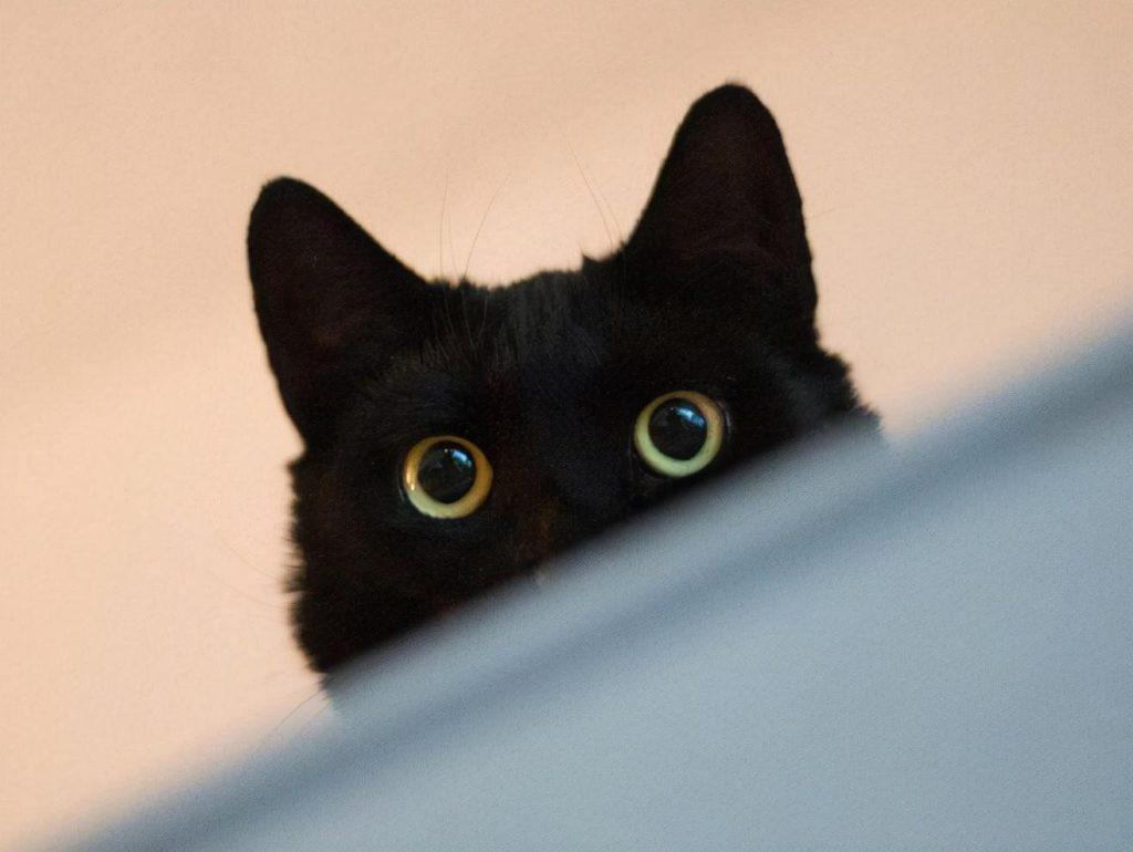 猫咪的性格是天生的吗?有先天的,后天因素影响也很大的 猫咪的性格是天生的吗?有先天的,后天因素影响也很大的