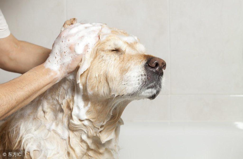 狗狗身上的狗味如何去除？洗澡能消除狗味吗？答案如此简单