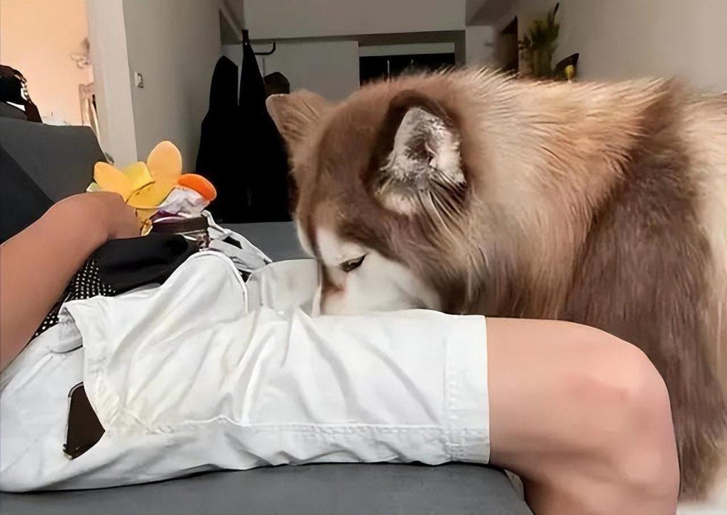 狗狗闻你裤裆,不是因为你脏,而是因为这些,为啥它这么重口味? 狗狗闻你裤裆,不是因为你脏,而是因为这些,为啥它这么重口味?