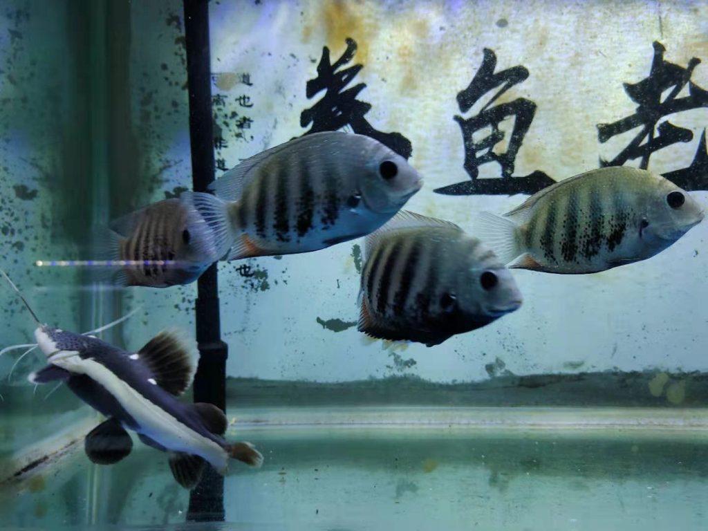 观赏鱼体表有大量气泡,下了很多药也没用?还是方法不对,先查找气泡来源 观赏鱼体表有大量气泡,下了很多药也没用?还是方法不对,先查找气泡来源