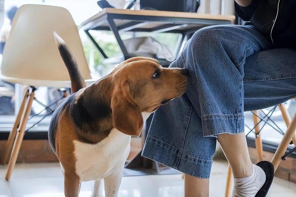 狗狗闻你裤裆，不是因为你脏，而是因为这些，为啥它这么重口味？