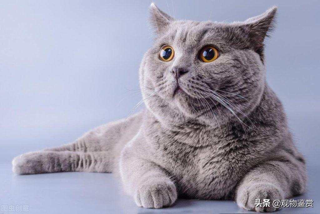 猫生产前的征兆有哪些?猫生产前的表现 猫生产前的征兆有哪些?猫生产前的表现