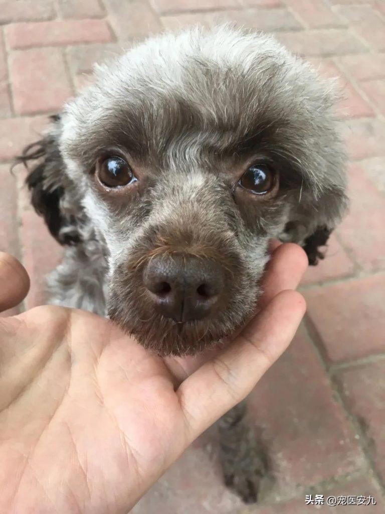 泰迪狗狗癫痫大发作该如何治疗?狗狗癫痫最严重的时段在什么时候? 泰迪狗狗癫痫大发作该如何治疗?狗狗癫痫最严重的时段在什么时候?