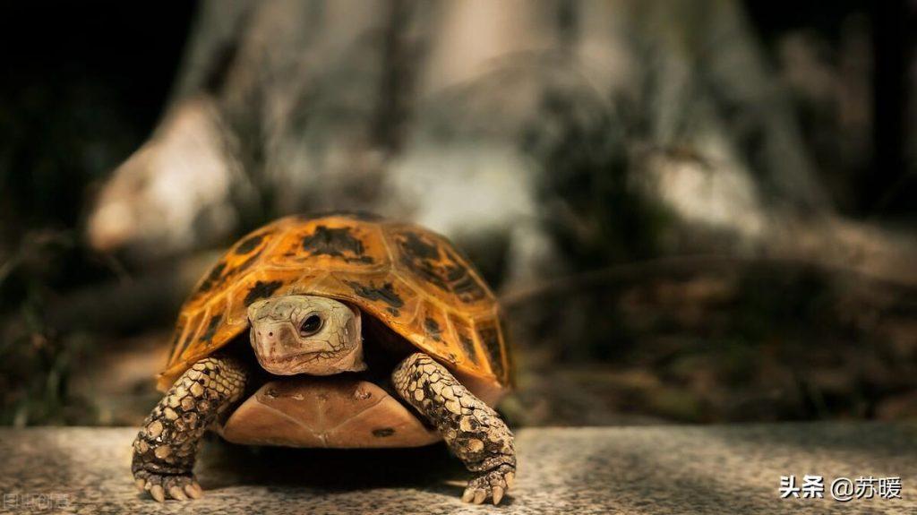 乌龟冬季冬眠需要注意什么？温差和加热棒的安全使用