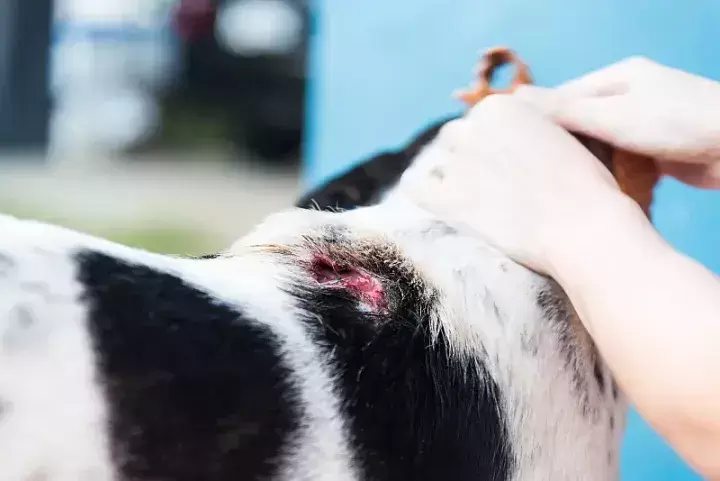 宠物狗被咬伤怎么办 小狗被大狗咬伤怎么办 宠物狗被咬伤怎么办 小狗被大狗咬伤怎么办