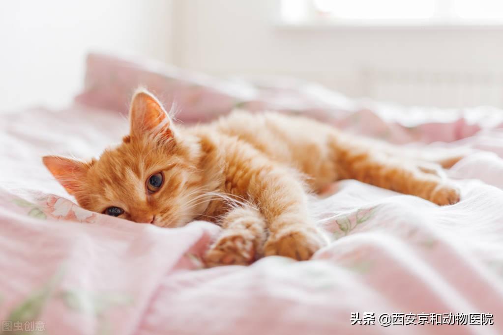 猫咪睡觉的时候为什么会打呼噜？猫咪睡觉打呼噜的三个原因