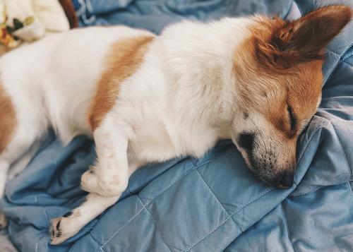 狗狗不同睡姿有什么含义？揭秘狗狗的5种睡姿，你家狗是哪一种？
