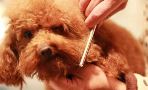 如何饲养泰迪犬？7项实用经验总结，让你更懂它