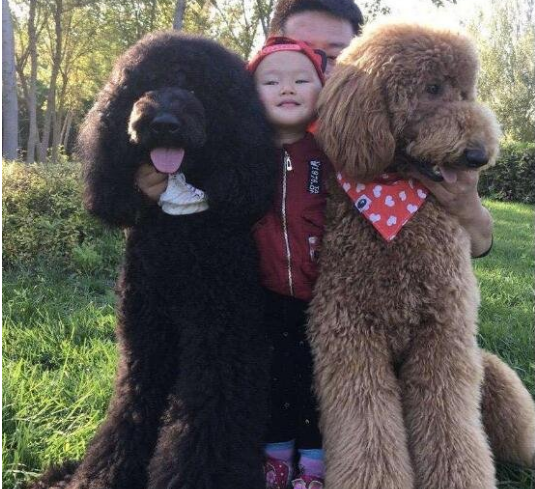 巨型贵宾犬挑食吃什么狗粮?主人可以尝试更换一款适口性更好 巨型贵宾犬挑食吃什么狗粮?主人可以尝试更换一款适口性更好