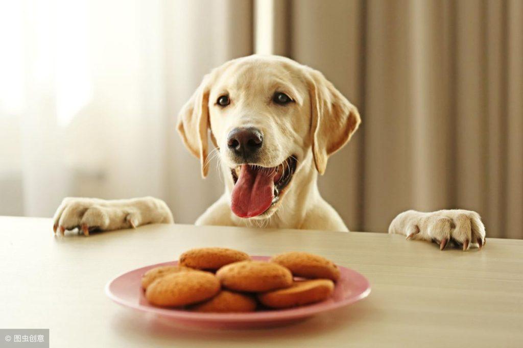 如何训练让狗狗不乱吃东西？训练狗狗拒食的方法，记住这几点