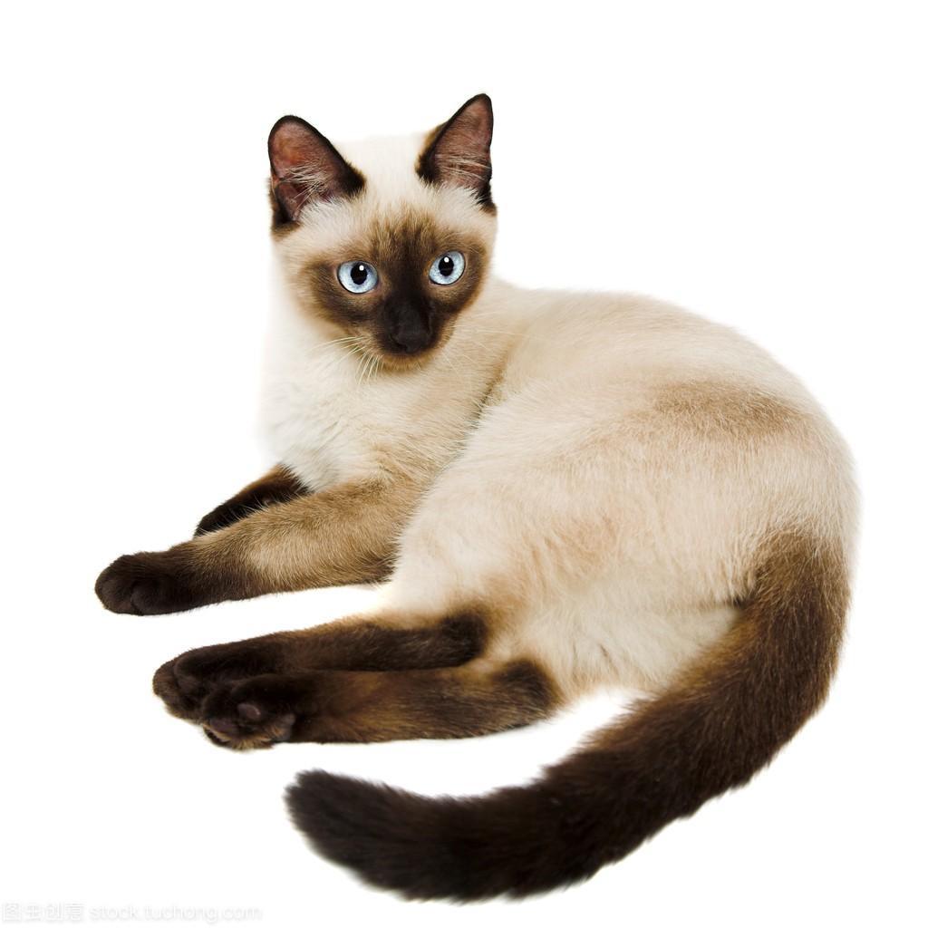 盘点世界上60种可爱的猫咪,各种各样的,有你喜欢的吗? 盘点世界上60种可爱的猫咪,各种各样的,有你喜欢的吗?
