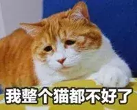 猫咪该如何托运?猫咪可以快递吗?如何办理火车托运? 猫咪该如何托运?猫咪可以快递吗?如何办理火车托运?