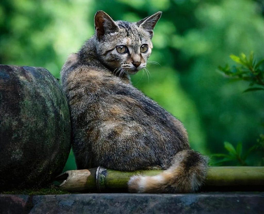 盘点世界上60种可爱的猫咪,各种各样的,有你喜欢的吗? 盘点世界上60种可爱的猫咪,各种各样的,有你喜欢的吗?