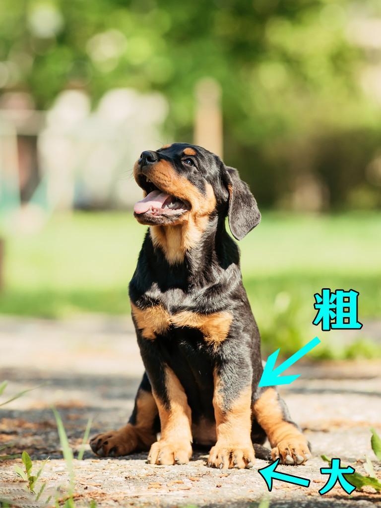 7种方法判断罗威纳犬是不是纯种的方法介绍