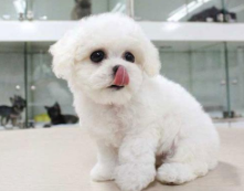 为什么摸比熊犬会忽然翻脸咬人？比熊犬是不愿意让人抚摸？主要原因有5个