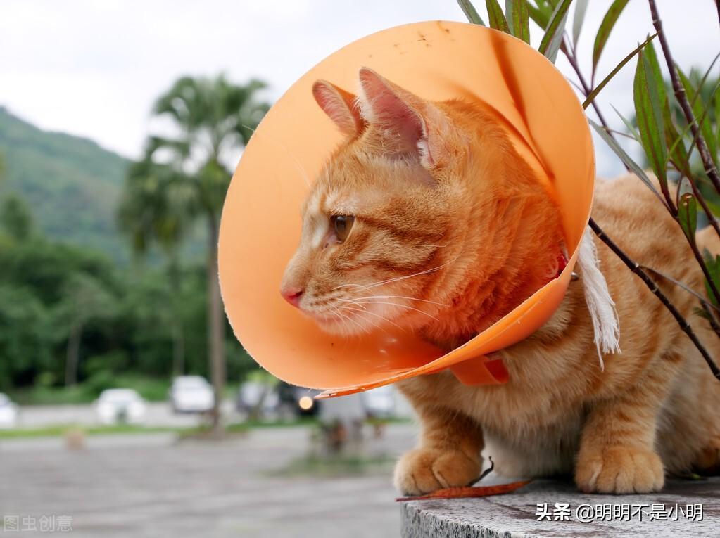 猫用阿莫西林可以治疗哪些疾病?什么状况下给猫服用阿莫西林? 猫用阿莫西林可以治疗哪些疾病?什么状况下给猫服用阿莫西林?