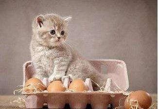 两个月的小猫除了猫粮还可以吃什么？（两个月的小猫除了猫粮还可以吃什么食物）