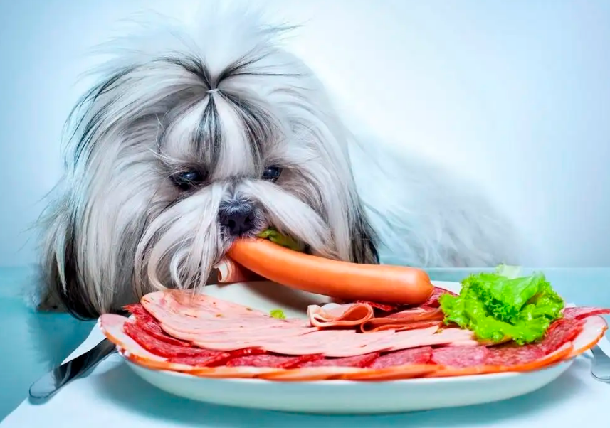 你家狗狗最喜欢吃什么食物呢?让狗狗食欲大增的几种食物 你家狗狗最喜欢吃什么食物呢?让狗狗食欲大增的几种食物