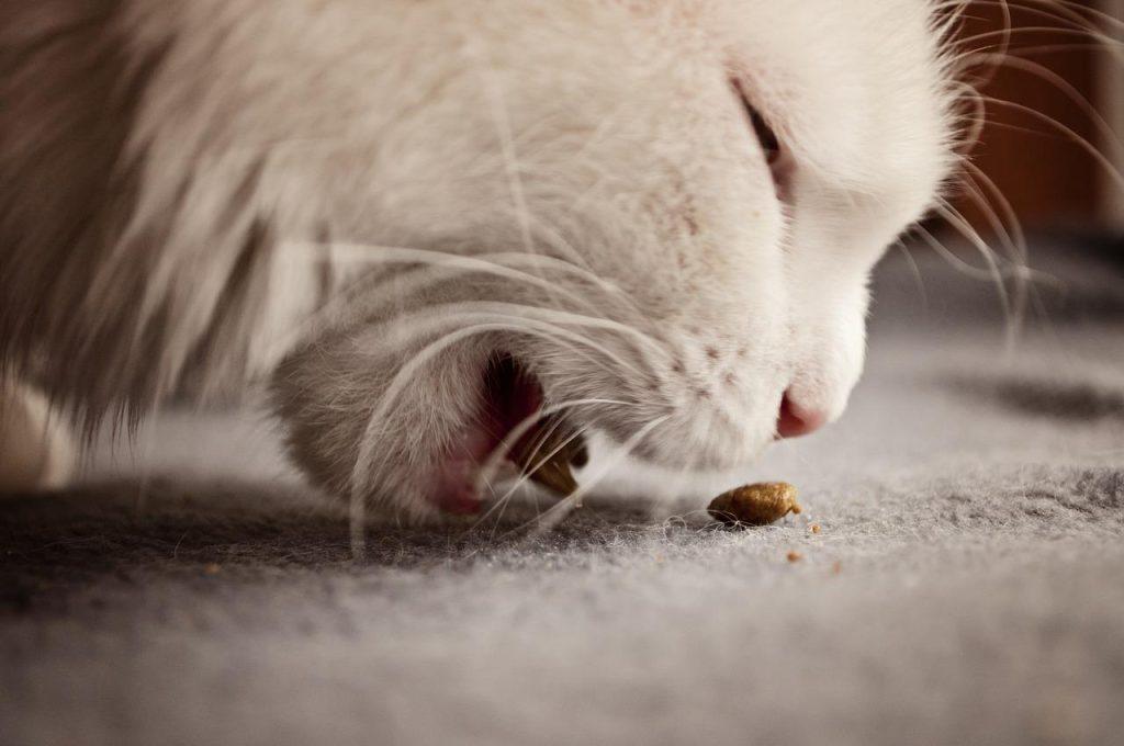 你家的猫咪有泌尿问题？自制猫饭可能会帮到你，尿路结石不要慌