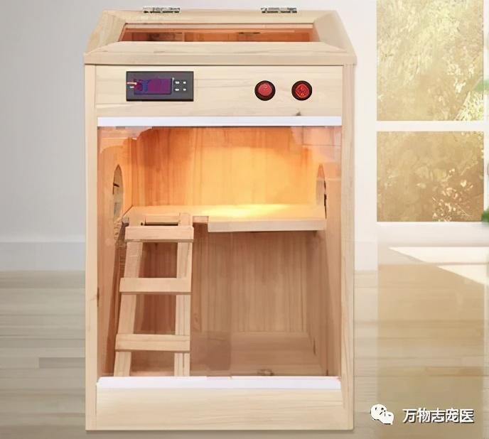 蜜袋鼯是什么?蜜袋鼯好养吗? 蜜袋鼯是什么?蜜袋鼯好养吗?