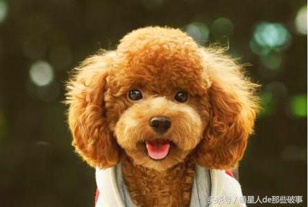 什么原因导致的狗狗颜色变浅?还有什么方法补救? 什么原因导致的狗狗颜色变浅?还有什么方法补救?