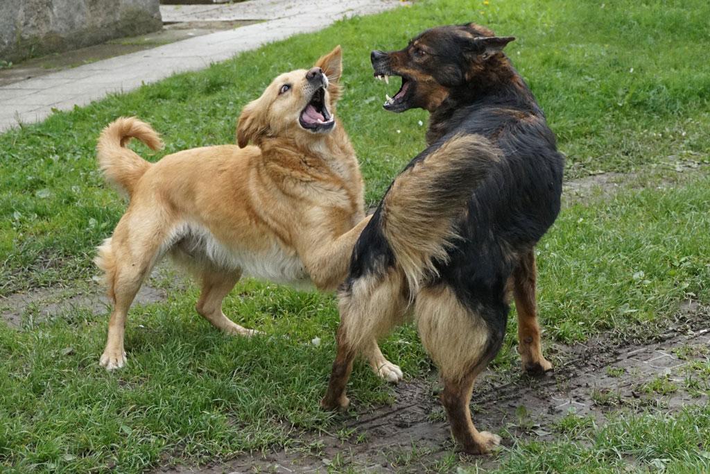 狗狗为什么要跟同类打架？是在相互玩闹？