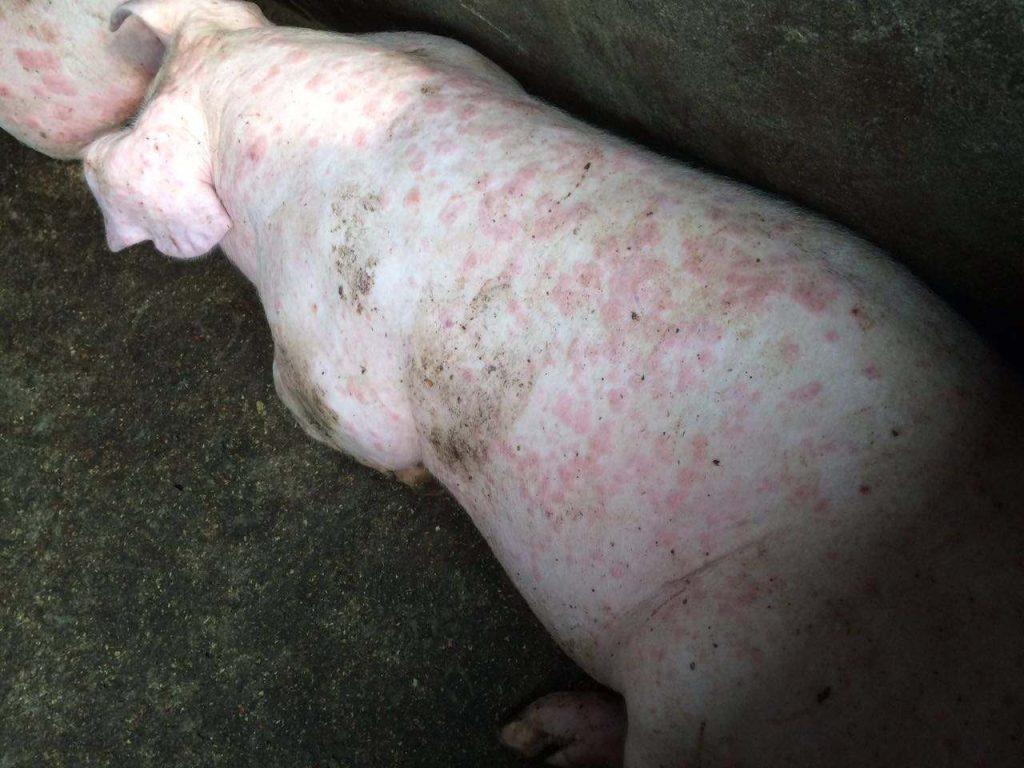 小猪全身起红疹皮肤瘙痒怎么治？小猪身上起红点痒的病因及对应解决办法