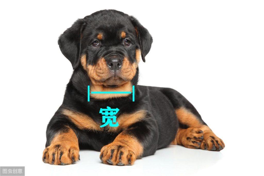 7种方法判断罗威纳犬是不是纯种的方法介绍 7种方法判断罗威纳犬是不是纯种的方法介绍