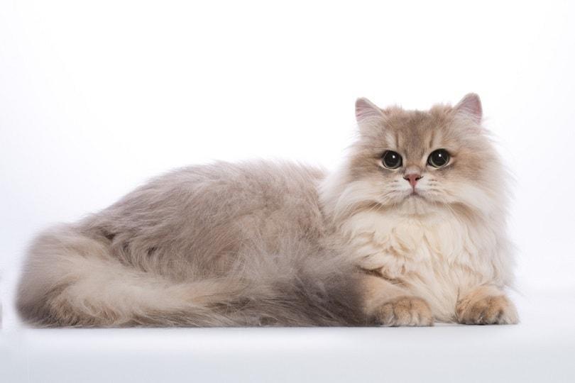 盘点世界上60种可爱的猫咪，各种各样的，有你喜欢的吗？