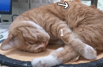 猫咪每分钟呼吸多少次算正常？怎么评判猫咪是否存在呼吸异常？