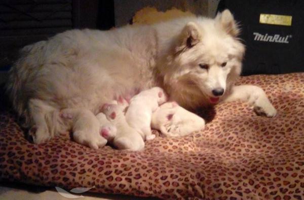 刚出生的小奶狗可碰吗？让它们待在母犬身旁就好！注意这几点就行！
