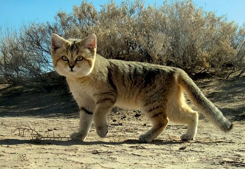 盘点世界上60种可爱的猫咪,各种各样的,有你喜欢的吗? 盘点世界上60种可爱的猫咪,各种各样的,有你喜欢的吗?