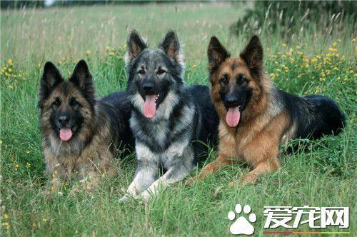 如何训练德牧握手？德国牧羊犬的常见训练方法介绍