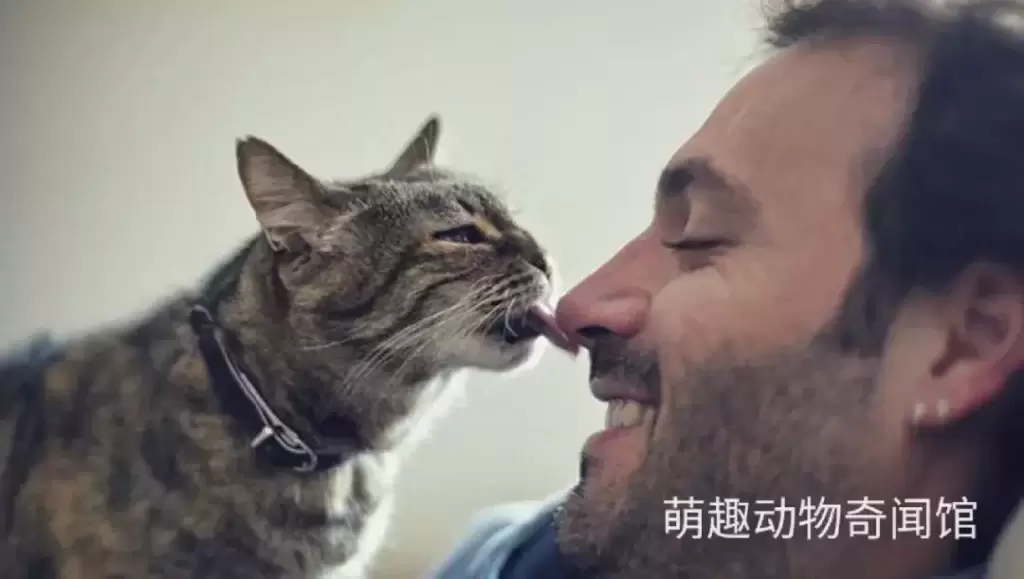 为什么猫爱舔我的鼻子？如何阻止猫舔你的鼻子？
