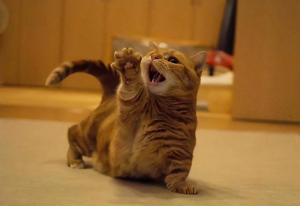 猫咪的叫声你知道是什么意思吗?铲屎官别听不懂 猫咪的叫声你知道是什么意思吗?铲屎官别听不懂
