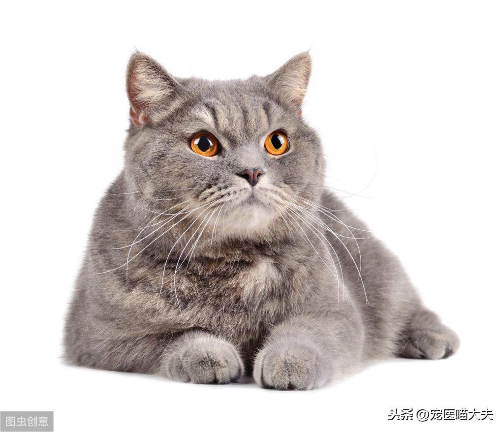 猫糖尿病酮症酸中毒是什么?如何诊断治疗?一文告诉你 猫糖尿病酮症酸中毒是什么?如何诊断治疗?一文告诉你