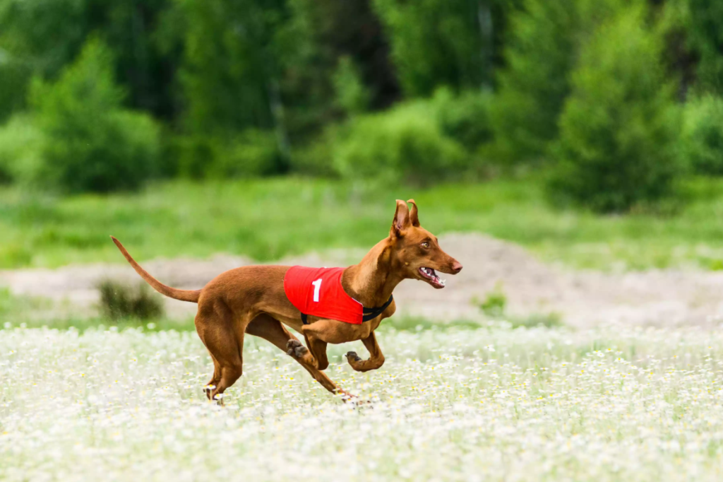 法老王猎犬资料简介：这狗狗瘦小但跑得快，毛发较短难以抵御冬天