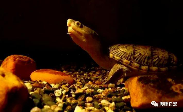 为什么你养的乌龟长不大？僵尸苗真的存在吗？