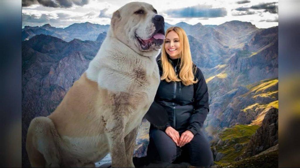 世界大型猛犬排名：最大的犬比肩人，甚至可以猎狼？（世界顶级猛犬排行）