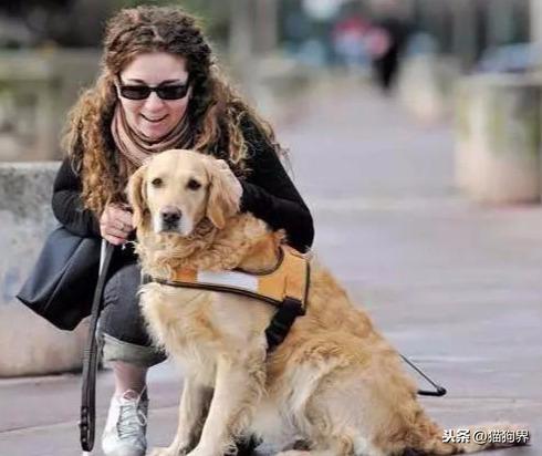 为什么狗能成为导盲犬？都需要具备哪些条件？狗狗成为导盲犬必要条件