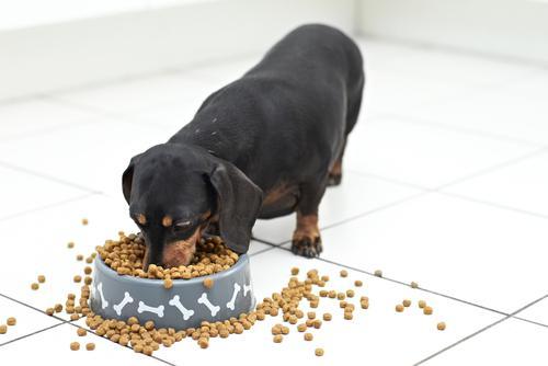 关于狗狗食物存储常见误区，你的收纳方法对吗？（收藏小狗作文）