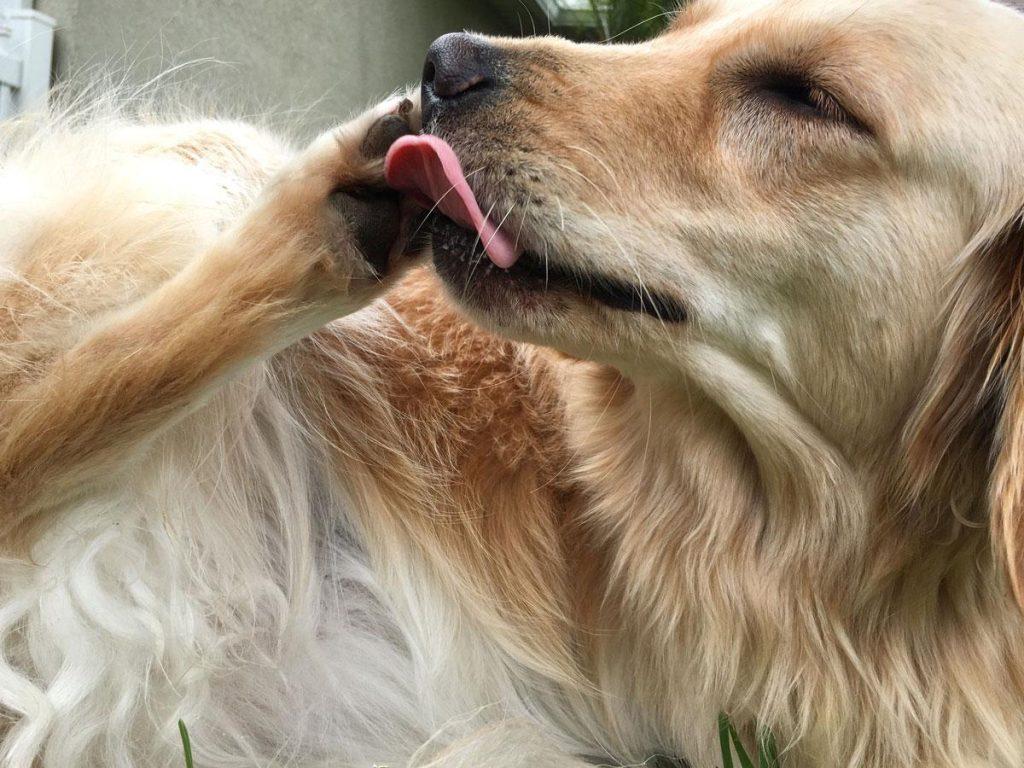 狗狗为什么经常舔爪子？狗狗经常舔爪子的原因和解决办法