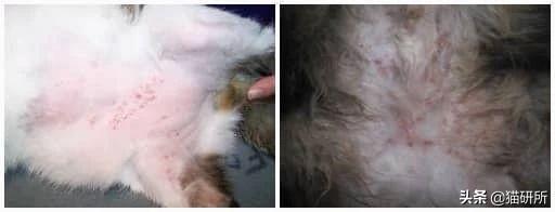 解析10种常见的猫咪皮肤病,铲屎官须知道这些情况 解析10种常见的猫咪皮肤病,铲屎官须知道这些情况