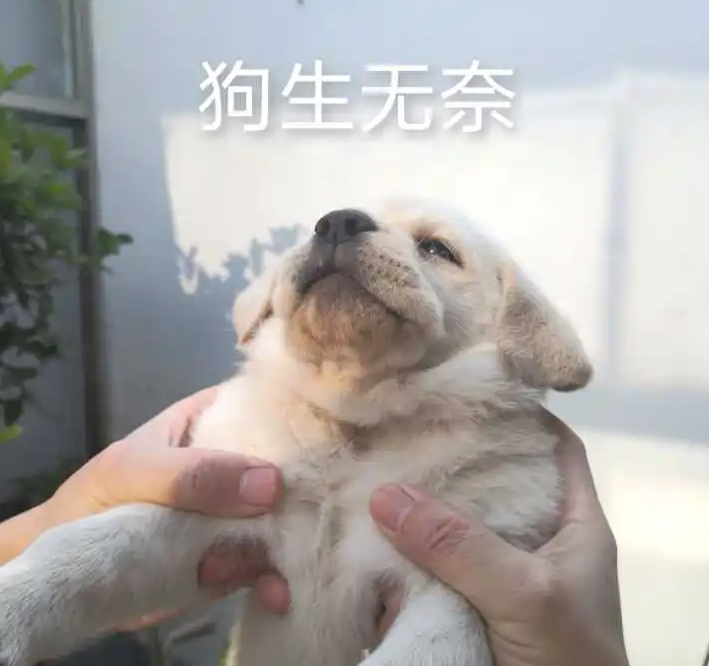 你想养狗吗?建议你选这几种长得好看又好养 你想养狗吗?建议你选这几种长得好看又好养